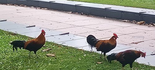 Wild Roosters.