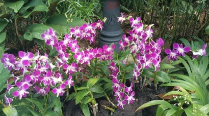 Dendrobium Sonia orchids at the outside of The National Orchid Garden.