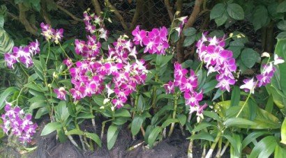 Dendrobium Sonia orchids at the outside of The National Orchid Garden.