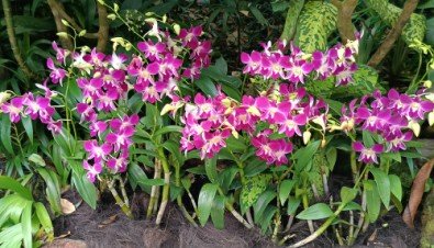 Dendrobium Sonia orchids at the outside of The National Orchid Garden.