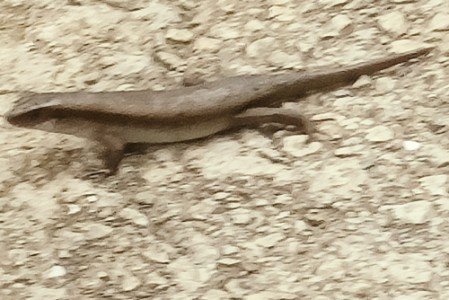 Monitor Lizard at the Gallop Extension.