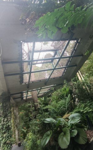 Looking up at the The Canopy Web at the SPH Walk of Giants.