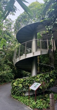 Go down the stairs from The Canopy Web at the SPH Walk of Giants.