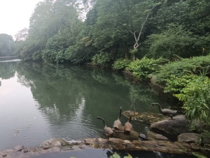 Geese by Unknown Sculptor, is located at Swan Lake.
