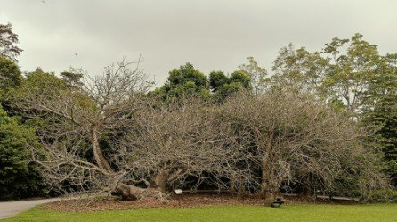生态湖前的猴面包树。