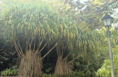 纳西姆门的一对树。