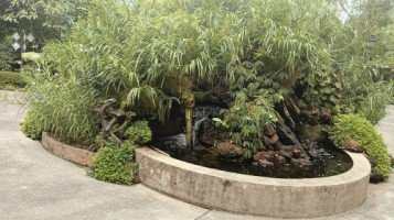 Waterfall filled with Plants in The National Orchid Garden.