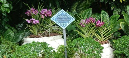 Orchid hybrid: Papilionanda Xi Jinping-Peng Liyuan at The VIP Orchid Garden in The National Orchid Garden.