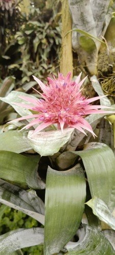 Aechmea fasciata in The National Orchid Garden.