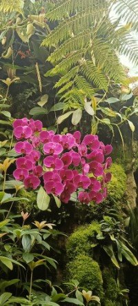A cluster of vibrant magenta Phalaenopsis orchids at The SembCorp Cool House.
