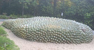 The Giant Cempedak at the Como Adventure Grove.