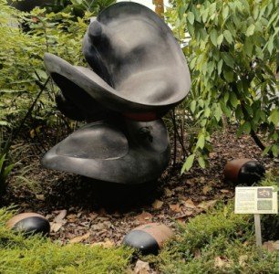 蔡文记 (Chua Boon Kee) 的 Saga Daum Tajan 种子。