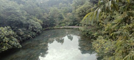 Right side Overhead Bridge view of the Keppel Discovery Wetlands.