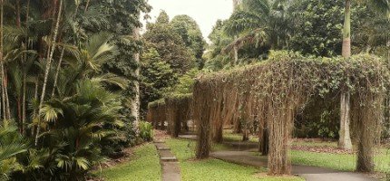 Walk down The Curtain of Roots.