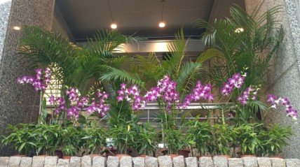 位于 Orchard Rd 乌节路 260 号 The Heeren 办公楼入口前的兰花。
