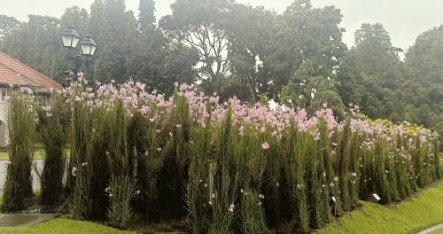 新加坡的国花：The Istana 总统府内的 Vanda Miss Joaquim 卓锦万代兰。