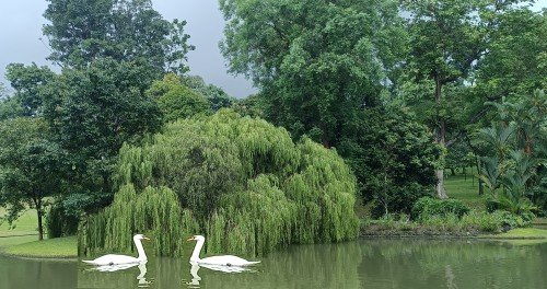 The Istana Swan Pond 总统府的天鹅池。