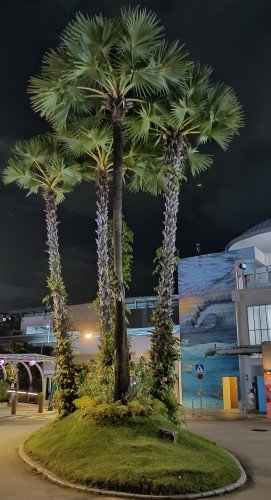 海滩转换站外的美丽的树木。