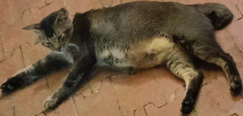 花柏甲板外面的社区猫。