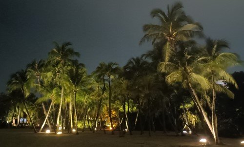 西乐索海滩上美丽的树木。