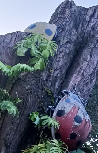 树干上有两只大瓢虫。