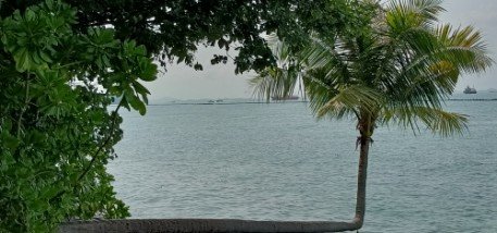 在亚洲大陆最南端被拍照最多的树。