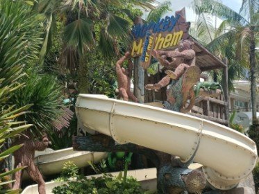 游泳池里的猴子大混乱。