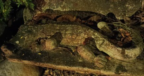 鳄鱼。