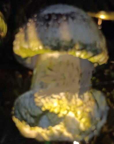 巴拉望海滩七十一对面的水母。