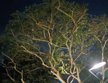 愤怒小鸟的树。