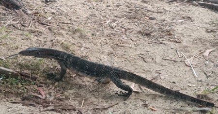 大巨蜥决定出现在亚洲大陆的最南端。